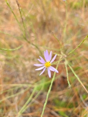 Symphyotrichum adnatum