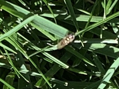 Melanostoma mellinum