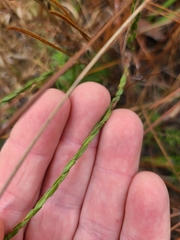 Symphyotrichum adnatum