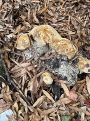 Pseudoinonotus dryadeus