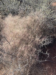 Muhlenbergia porteri