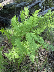 Cystopteris fragilis apiiformis