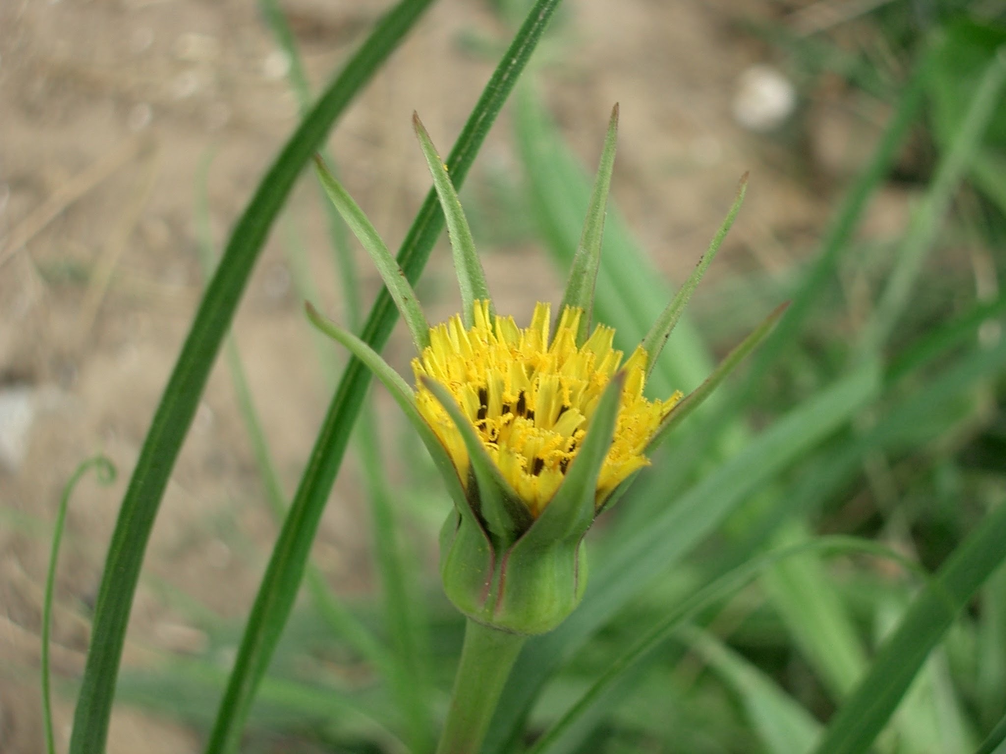 Lesser Salsify (Tragopogon minor)
