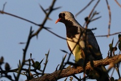 Oena capensis capensis