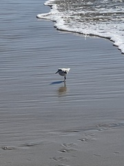 Calidris alba