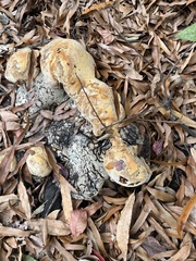 Pseudoinonotus dryadeus
