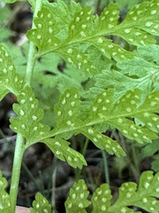 Cystopteris fragilis apiiformis