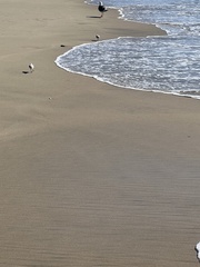 Calidris alba