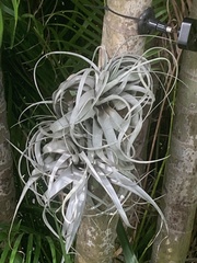 Tillandsia utriculata