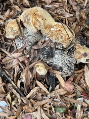 Pseudoinonotus dryadeus