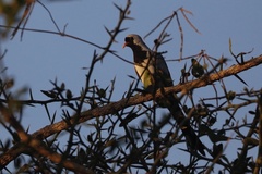 Oena capensis capensis