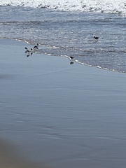 Calidris alba