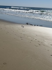 Calidris alba