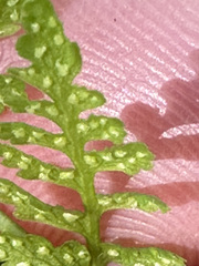 Cystopteris fragilis apiiformis