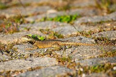 Tropidurus torquatus