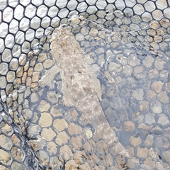 Platycephalus fuscus