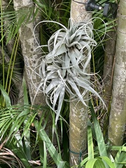 Tillandsia utriculata
