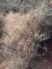 Muhlenbergia porteri
