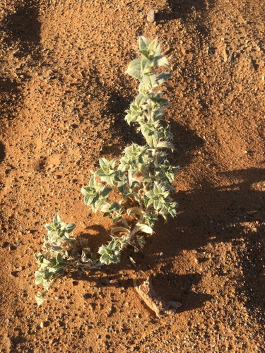 Moltkiopsis ciliata image