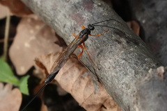 Dolichomitus imperator