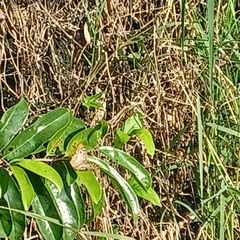 Anartia jatrophae semifusca