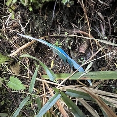 Cyanoramphus auriceps