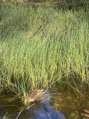 Eleocharis interstincta