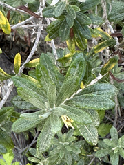Chiliotrichum diffusum
