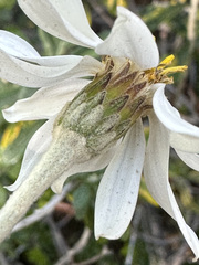 Chiliotrichum diffusum