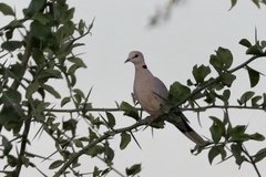 Streptopelia vinacea