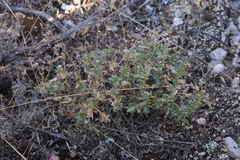 Helianthemum squamatum