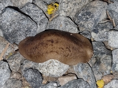 Laevicaulis natalensis natalensis
