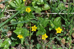 Lysimachia nemorum