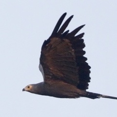 Polyboroides typus pectoralis