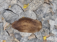 Laevicaulis natalensis natalensis