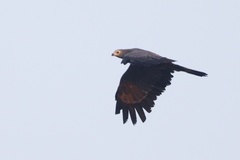 Polyboroides typus pectoralis