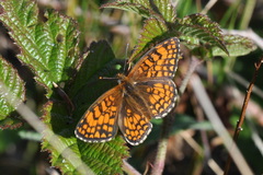 Melitaea celadussa