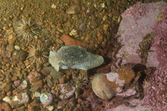 Pleurobranchaea maculata