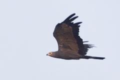 Polyboroides typus pectoralis