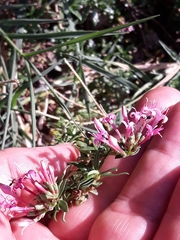Asperula cynanchica