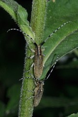 Agapanthia villosoviridescens