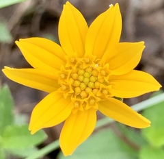 Wedelia hispida