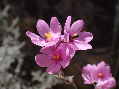 Image of Ixia confusa by (c) Ren Hoekstra, some rights reserved (CC BY)