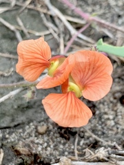 Macroptilium gibbosifolium