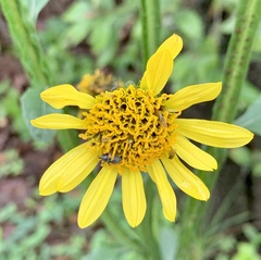Verbesina tetraptera