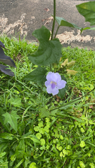 Thunbergia grandiflora