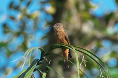 Hirundinea ferruginea