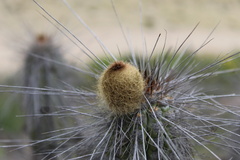 Eulychnia breviflora
