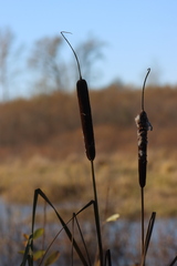 Typha latifolia