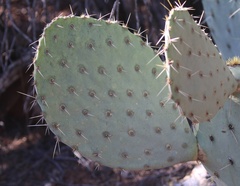 Opuntia chlorotica